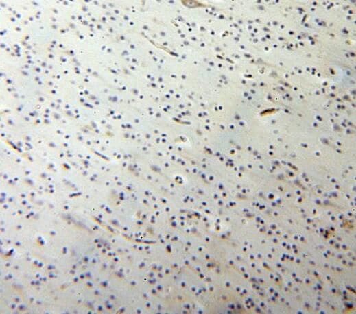 SQRDL Antibody - BSA Free