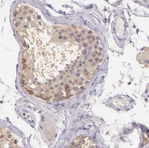SPZ1 Antibody - BSA Free
