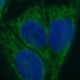 SPRR3 Antibody - BSA Free
