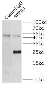 SPRR3 Antibody - BSA Free