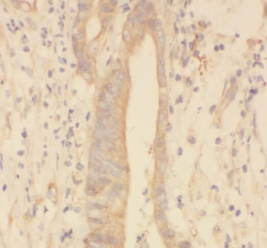 SPRR3 Antibody - BSA Free