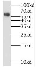 SPO11 Antibody - BSA Free