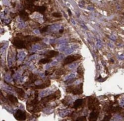 SPIN1 Antibody - BSA Free