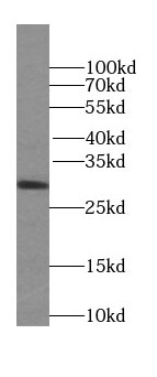 SPIN1 Antibody - BSA Free