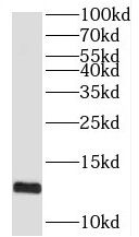 SPCS1 Antibody - BSA Free