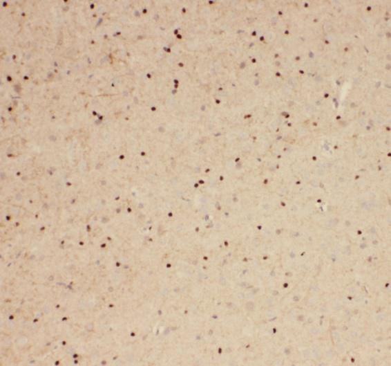 SPATA22 Antibody - BSA Free