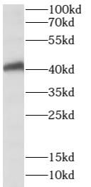 SPATA22 Antibody - BSA Free
