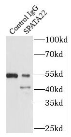 SPATA22 Antibody - BSA Free