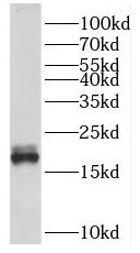 SPATA19 Antibody - BSA Free