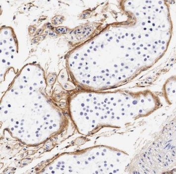 SPATA16 Antibody - BSA Free