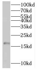 SPANX-D Antibody - BSA Free