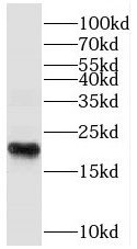 SPANXC Antibody - BSA Free
