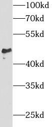 SPAM1 Antibody - BSA Free