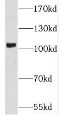 SPAG9 Antibody - BSA Free
