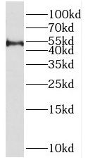 SPAG6 Antibody - BSA Free
