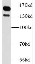 Astrin Antibody - BSA Free