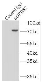 SORBS2 Antibody - BSA Free