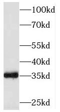 Solo Antibody - BSA Free