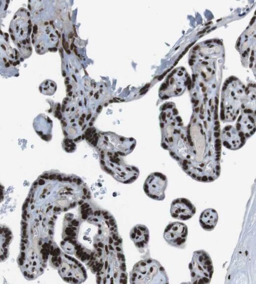 SNX20 Antibody - BSA Free