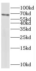 SNX18 Antibody - BSA Free