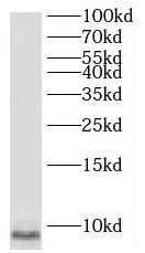 SNRPG Antibody - BSA Free