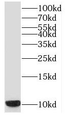 SNRPF Antibody - BSA Free