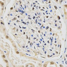 SNRPE Antibody - BSA Free