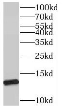 SNRPD1 Antibody - BSA Free