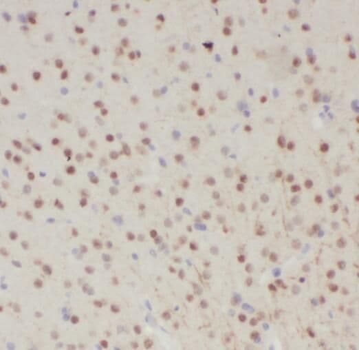 SNRNP48 Antibody - BSA Free
