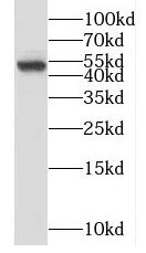 SNRNP48 Antibody - BSA Free