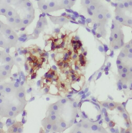 SMPX Antibody - BSA Free