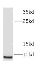 SMPX Antibody - BSA Free