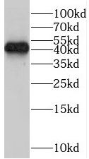 SMOX Antibody - BSA Free