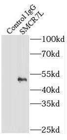 SMCR7L Antibody - BSA Free