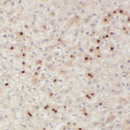 SMAP2 Antibody - BSA Free