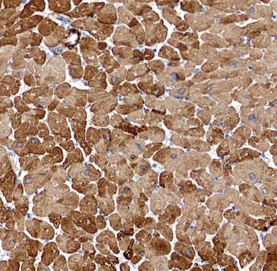 SLN Antibody - BSA Free