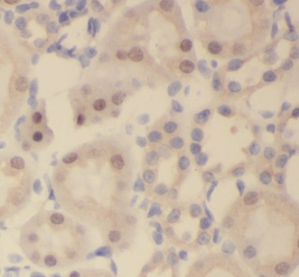 SLFNL1 Antibody - BSA Free