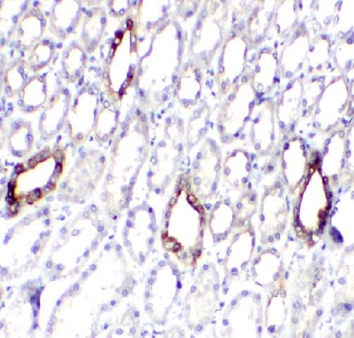 SLCO4C1 Antibody - BSA Free