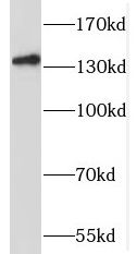 SLC9A11 Antibody - BSA Free