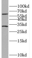 MATE1 Antibody - BSA Free