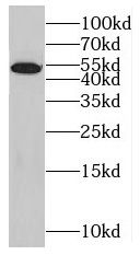 MLK4 Antibody - BSA Free