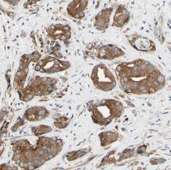 MIPEP Antibody - BSA Free