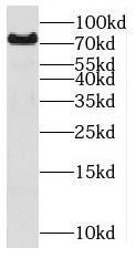 MIPEP Antibody - BSA Free
