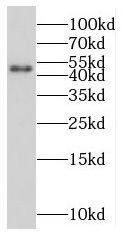 MIDN Antibody - BSA Free