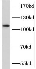 MICALL2 Antibody - BSA Free