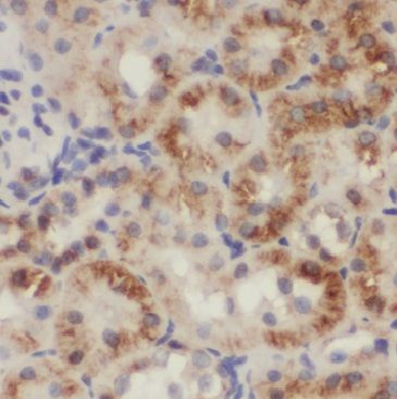 MGME1 Antibody - BSA Free