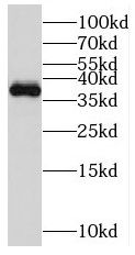 MGME1 Antibody - BSA Free