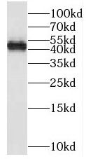 MFSD7 Antibody - BSA Free