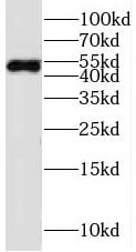 TETRAN Antibody - BSA Free