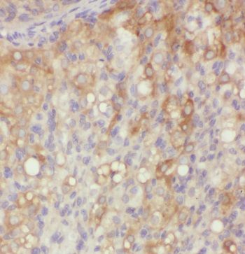 MFAP4 Antibody - BSA Free